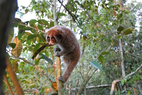 what does the pygmy slow loris do when it hibernates