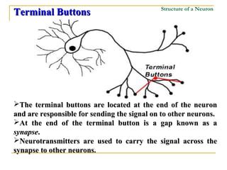 What Does The Terminal Buttons Do In A Neuron