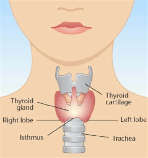 What Does The Thyroid Gland Secrete