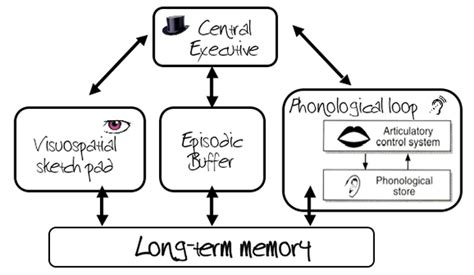 what does the working memory model explain