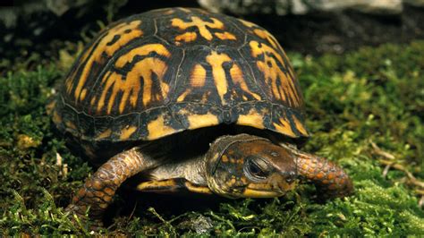 What Does Turtle Throw Up Look Like