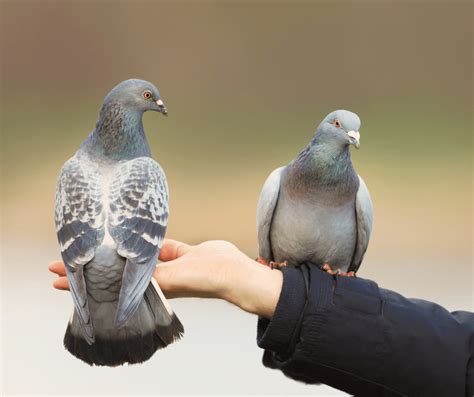 What Does Two Grey Doves Mean
