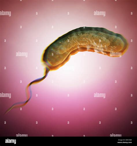 what does vibrio cholerae look like