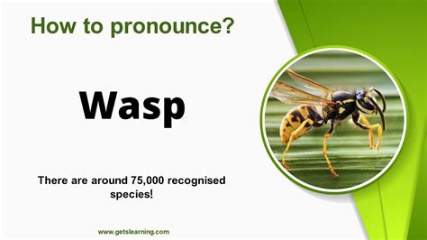what does wasp means in slang