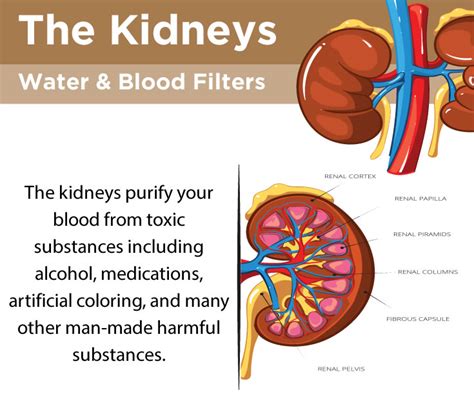 What Does Water Do To Kidneys