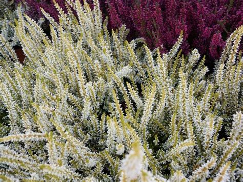 What Does White Heather Symbolize
