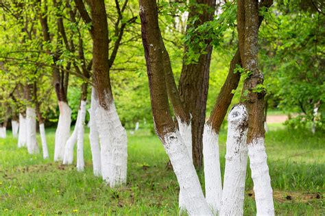 what does white paint on trees mean