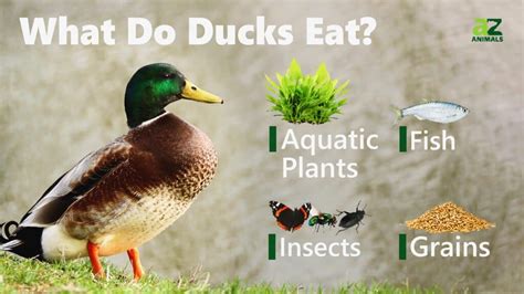 What Does Wild Ducks Eat