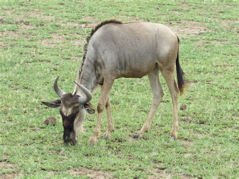 what does wildebeest eat