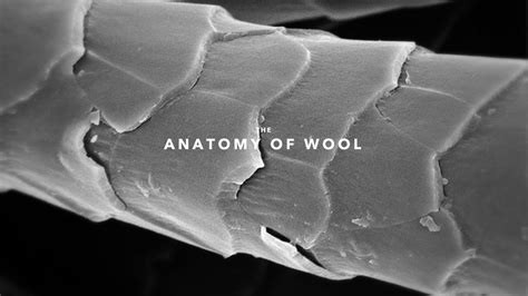 What Does Wool Look Like Under A Microscope