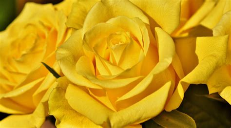 Mysteries Behind Yellow Rose Symbolism