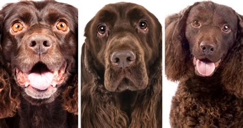 what dog breed are u test