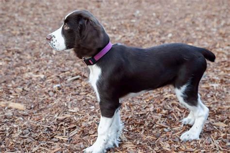 what dogs are born with cropped tails
