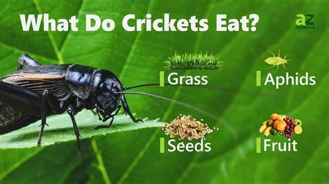 what eats a cricket
