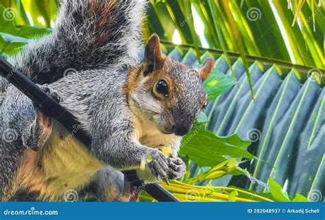 What Eats A Palm Tree