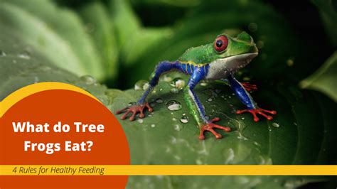 What Eats A Tree Frog