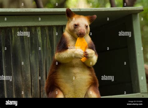 What Eats A Tree Kangaroo