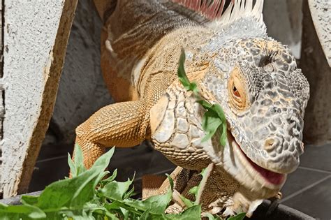 What Eats An Iguana