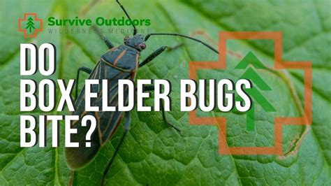 What Eats Box Elder Bugs