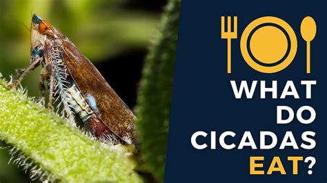 what eats cicada bugs