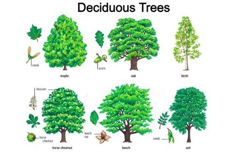 What Eats Deciduous Trees