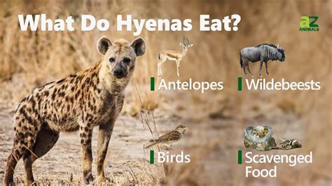 what eats hyenas