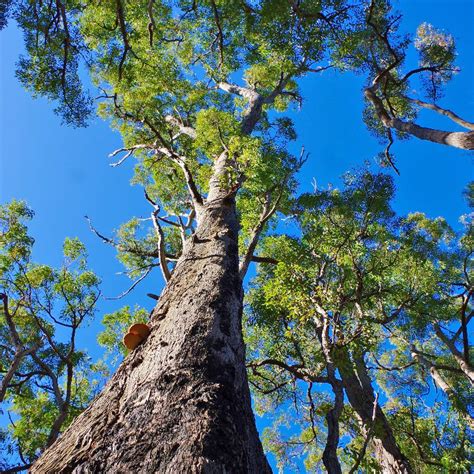 What Eats Jarrah Trees