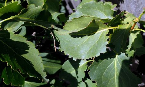 What Eats Lilac Leaves