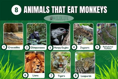 what eats monkeys