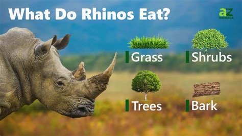 Two rhinos eating Two rhinoceros eating grass together... Tambako