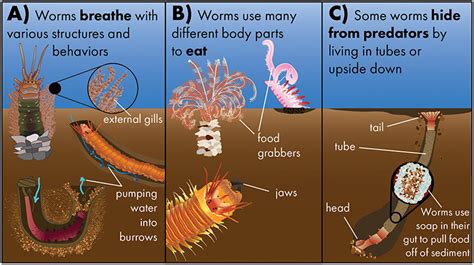What Eats Sea Worms