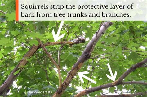 What Eats Tree Branches