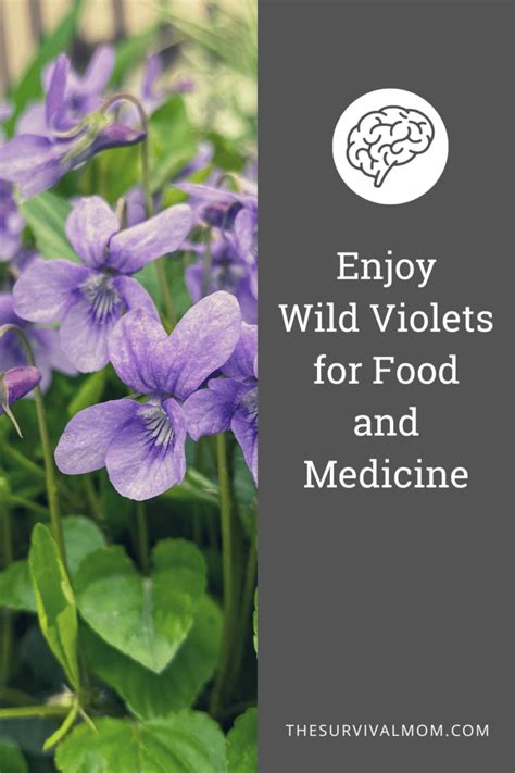 What Eats Wild Violets