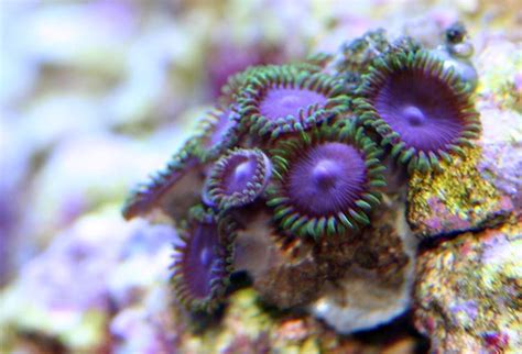 What Eats Zoas