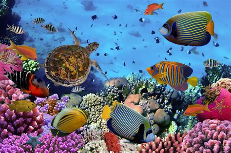 what ecosystem is coral reef