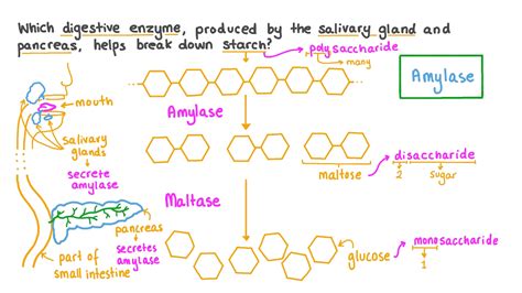What Enzyme In Saliva Breaks Down Starch