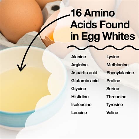 What Essential Amino Acids Are In Eggs