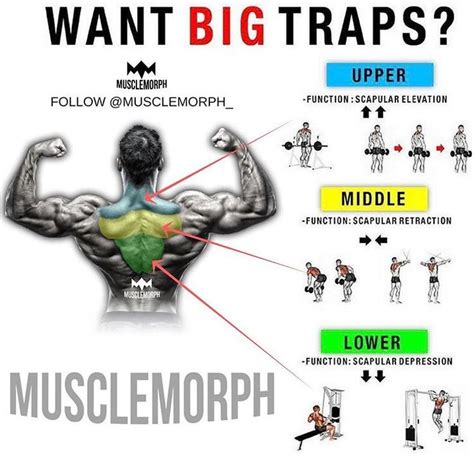 what exercises work upper traps