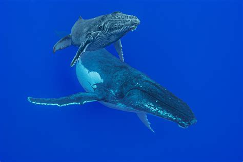 what family is a whale in