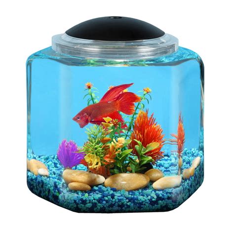 what fish can live in a 2 gallon tank