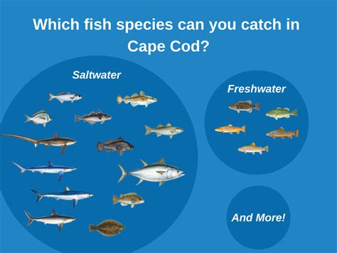 what fish can you catch in the cape cod canal
