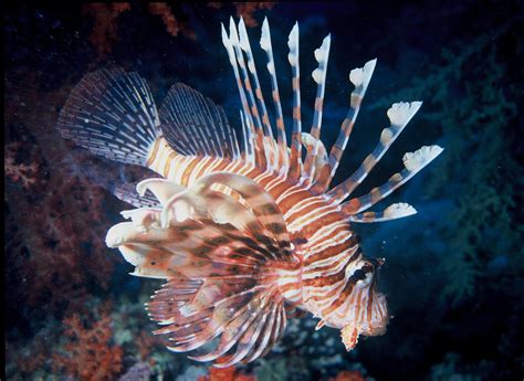 what fish do lionfish eat