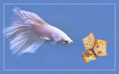 What Fish Eat Bread: A Quick Guide For Anglers