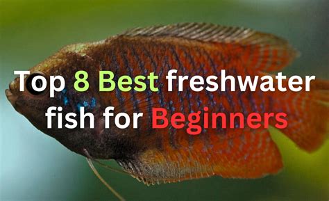 What Fish For Beginners
