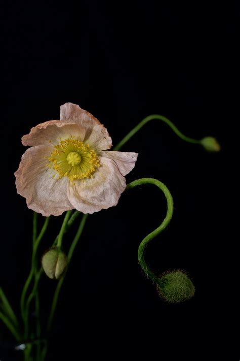 What Flower Represents Ocd