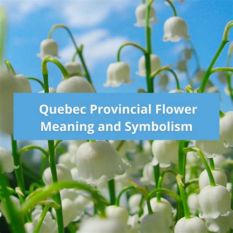 What Flower Represents Quebec