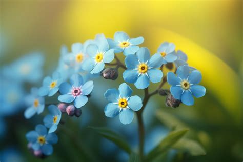 What Flower Symbolizes Memory