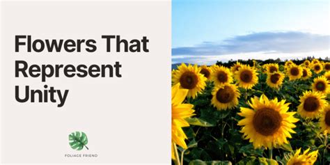 What Flower Symbolizes Unity