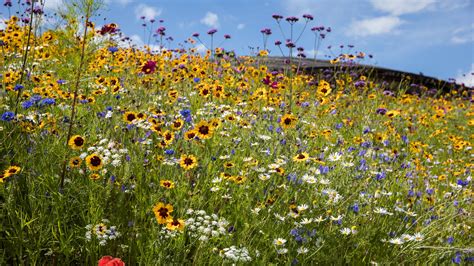 what flowers are in a wildflower meadow