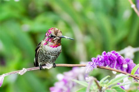 what flowers attract hummingbirds in wi